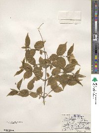 Rhodotypos scandens image