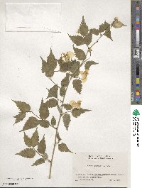 Kerria japonica image