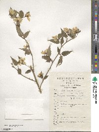 Kerria japonica image