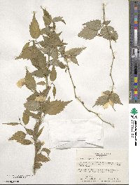 Kerria japonica image