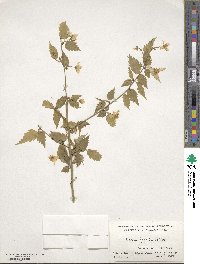 Kerria japonica image