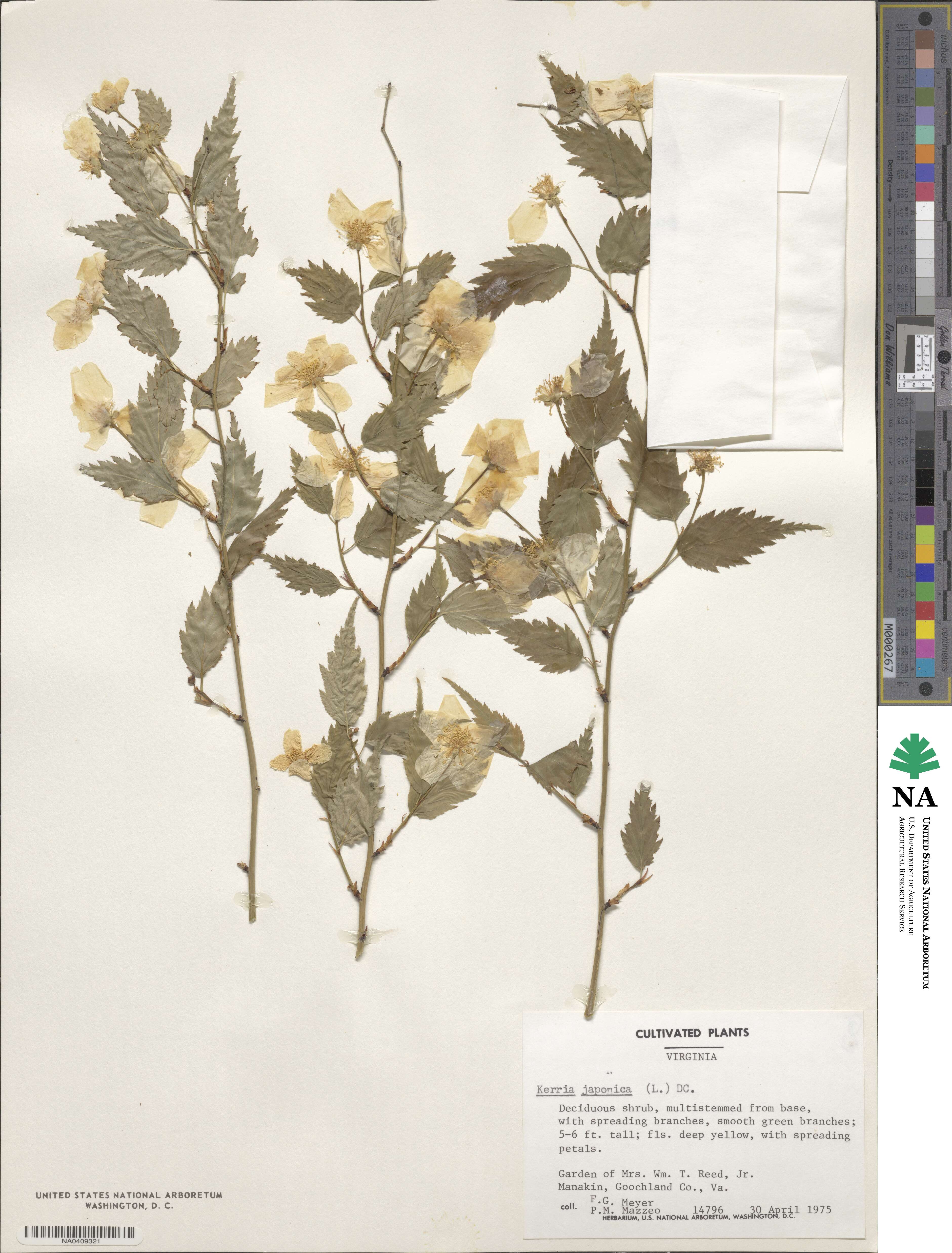 Kerria japonica image