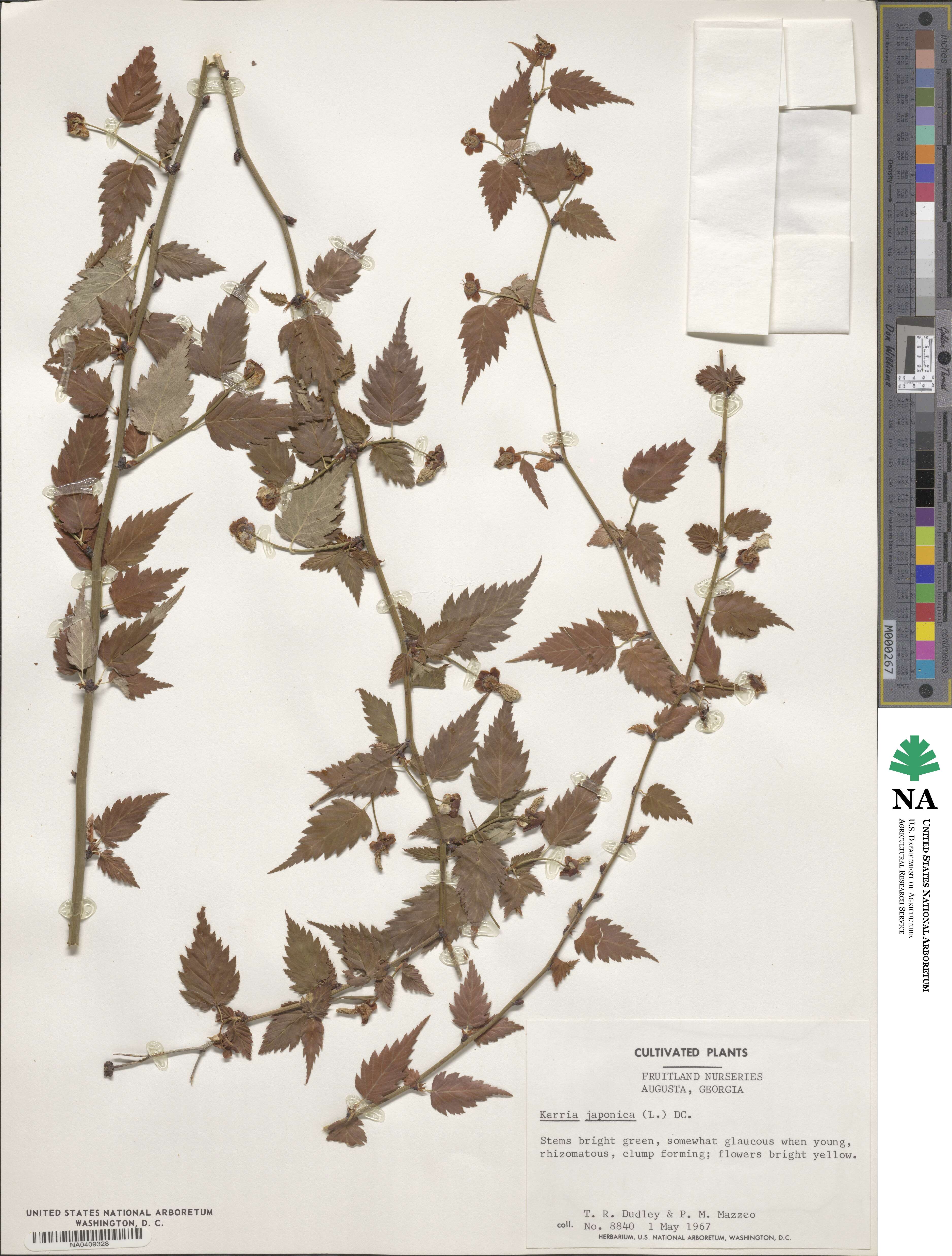 Kerria japonica image