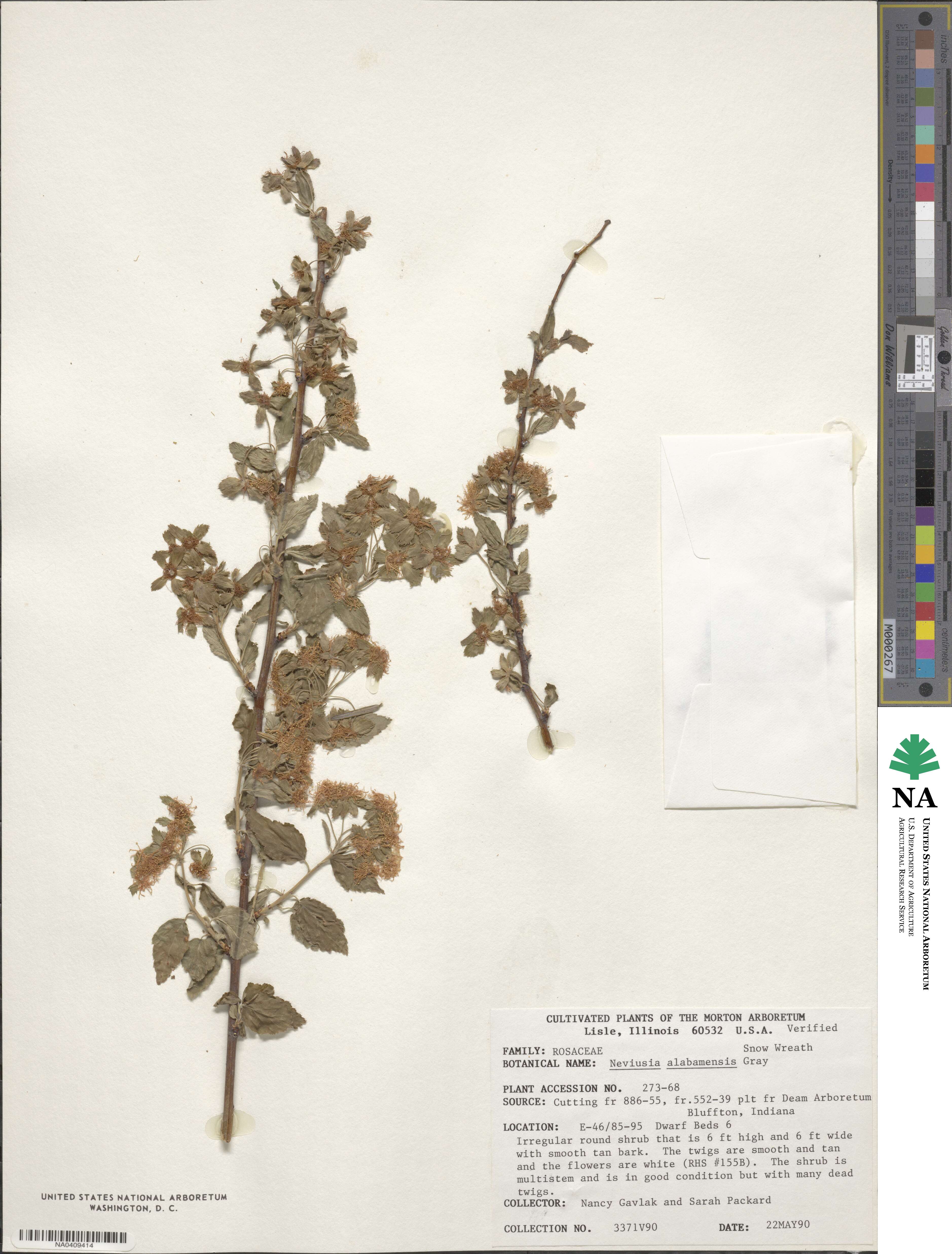 Neviusia image