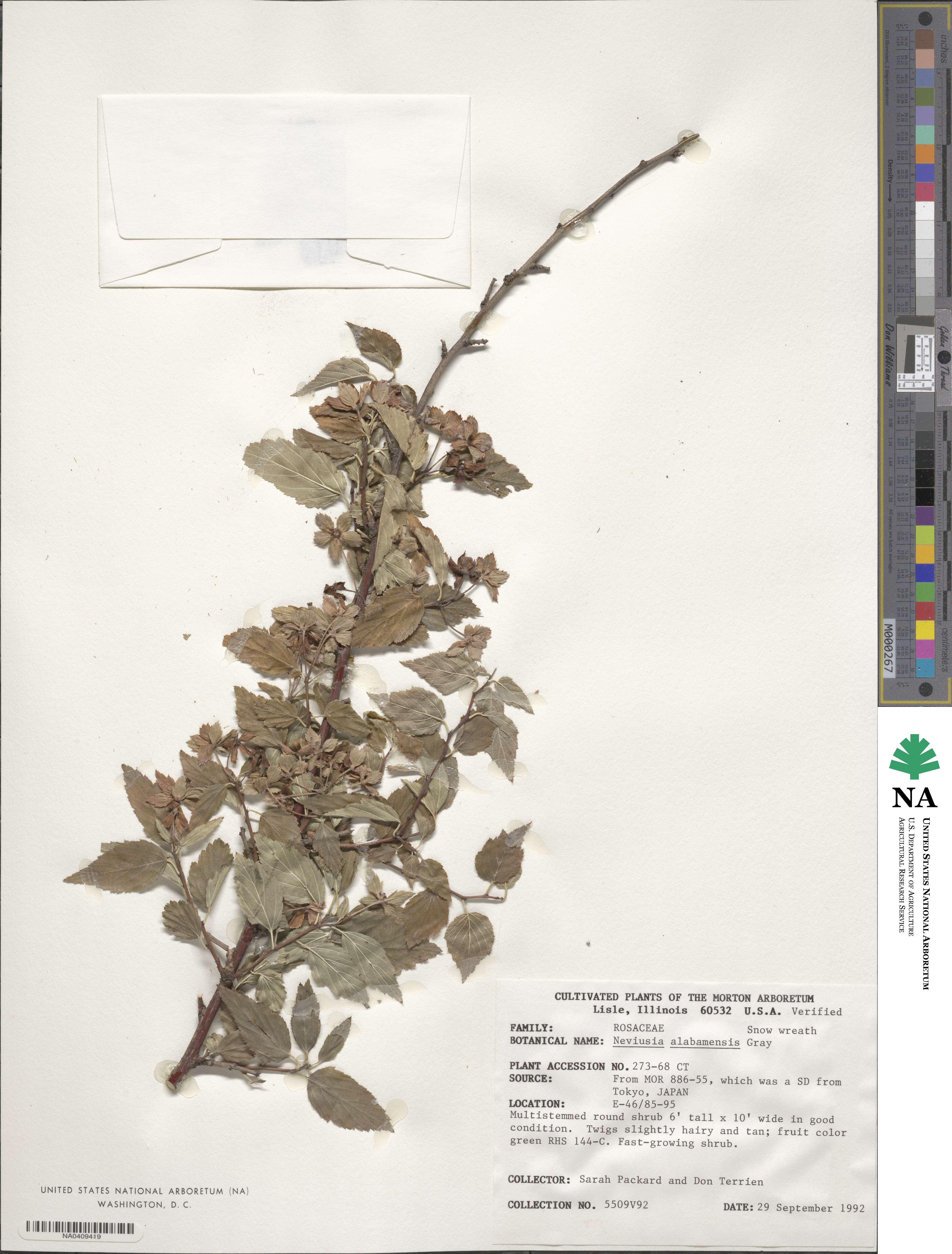 Neviusia alabamensis image