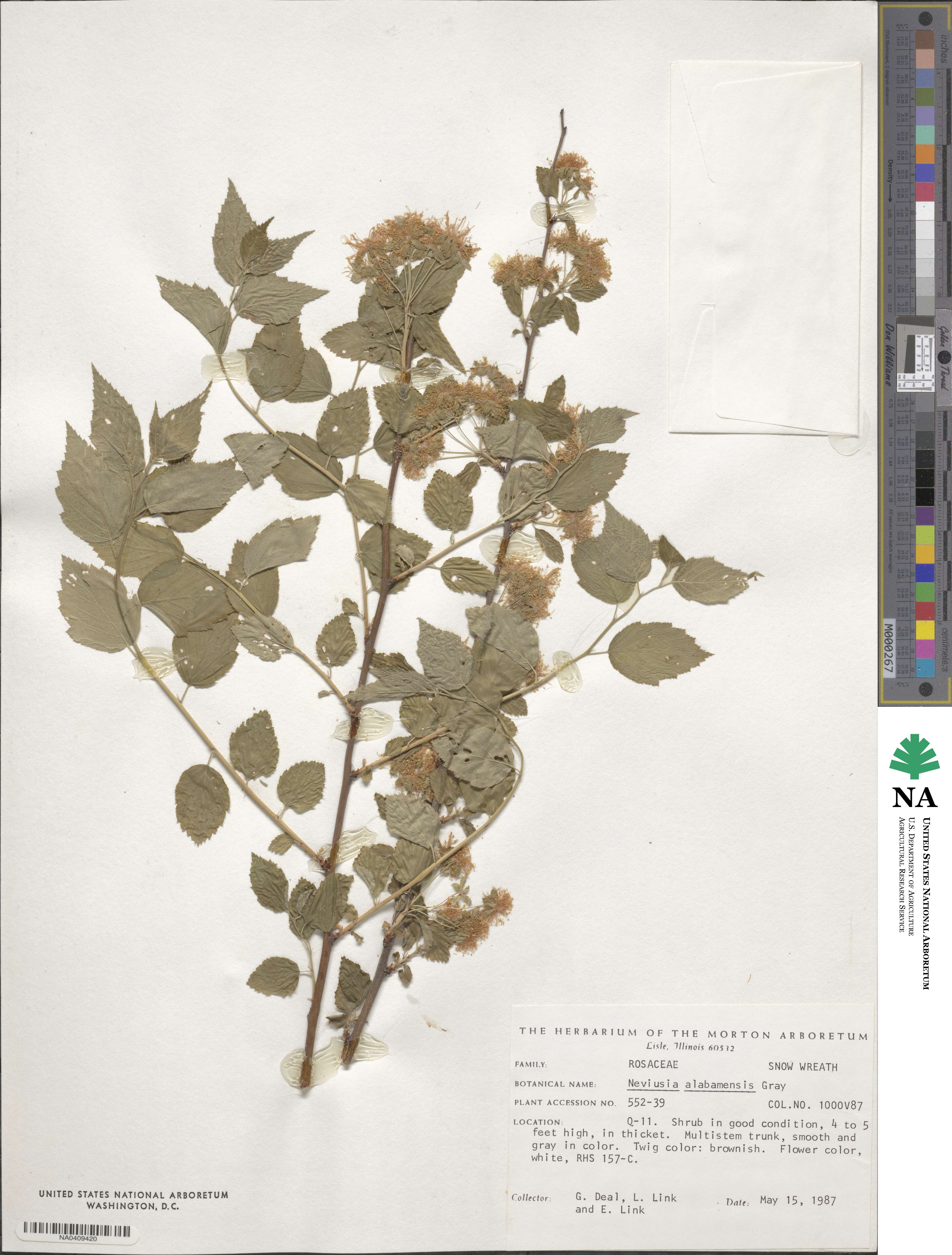Neviusia image