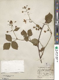 Rubus × abbrevians image