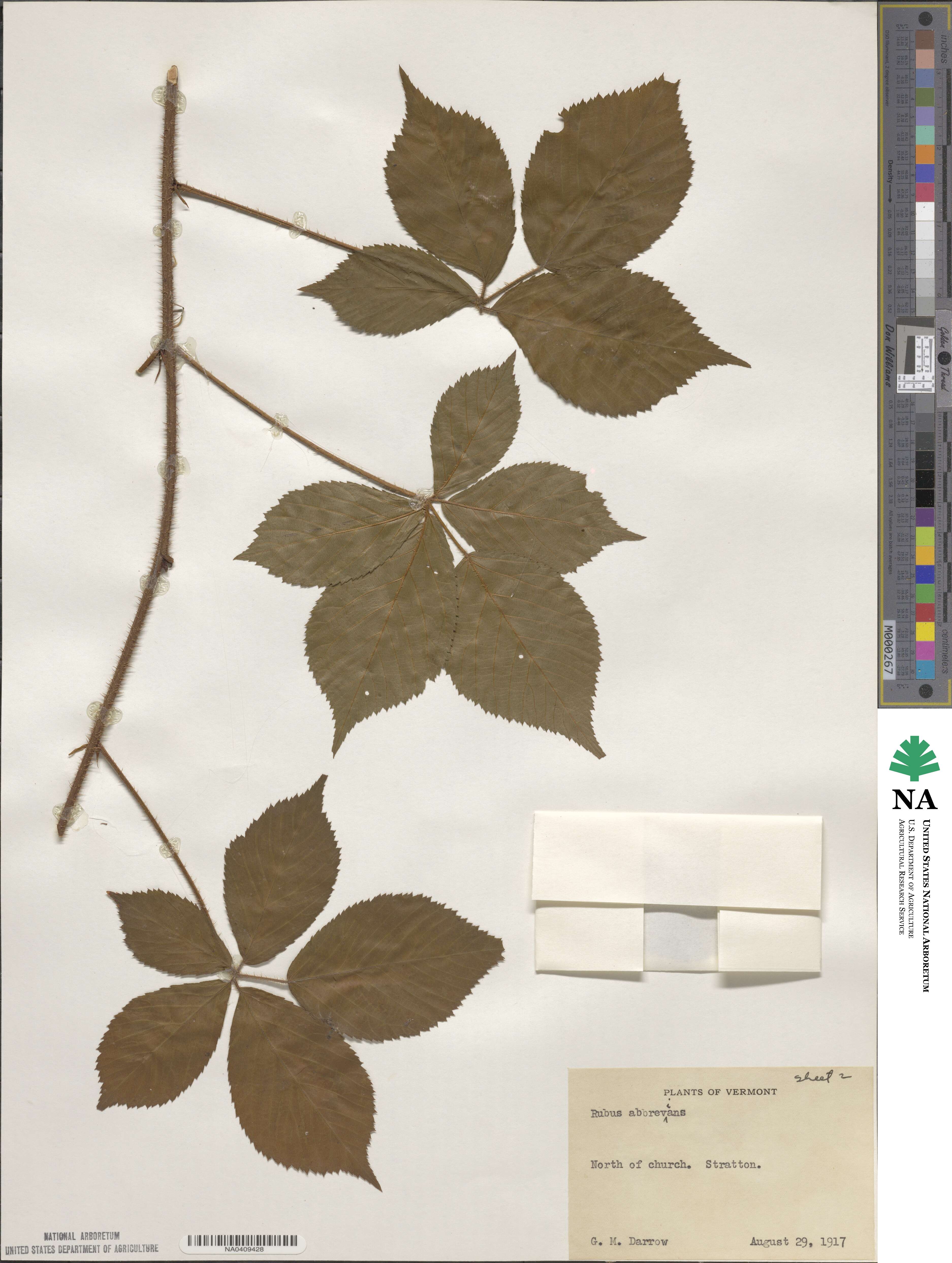 Rubus image