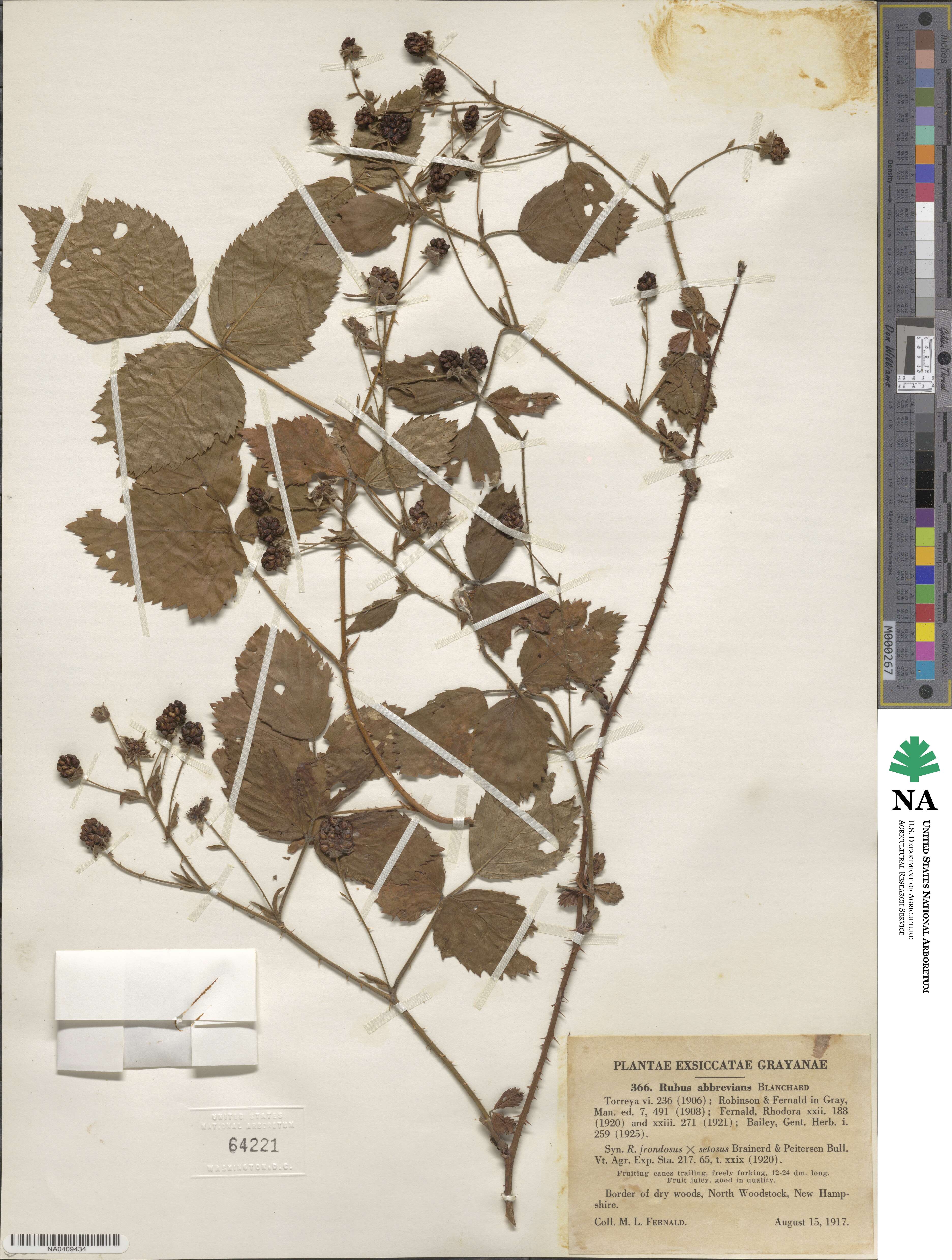 Rubus × abbrevians image