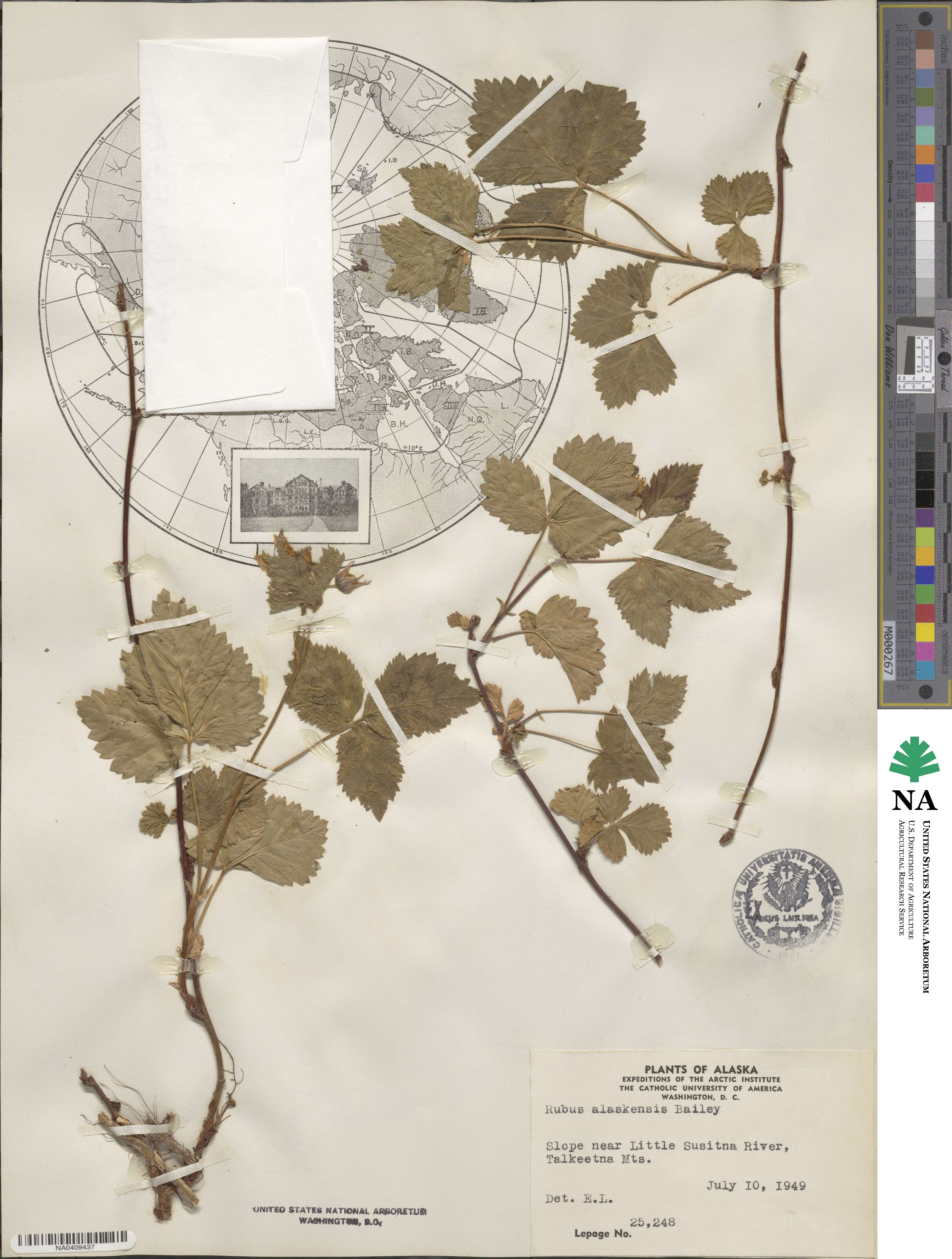 Rubus × alaskensis image