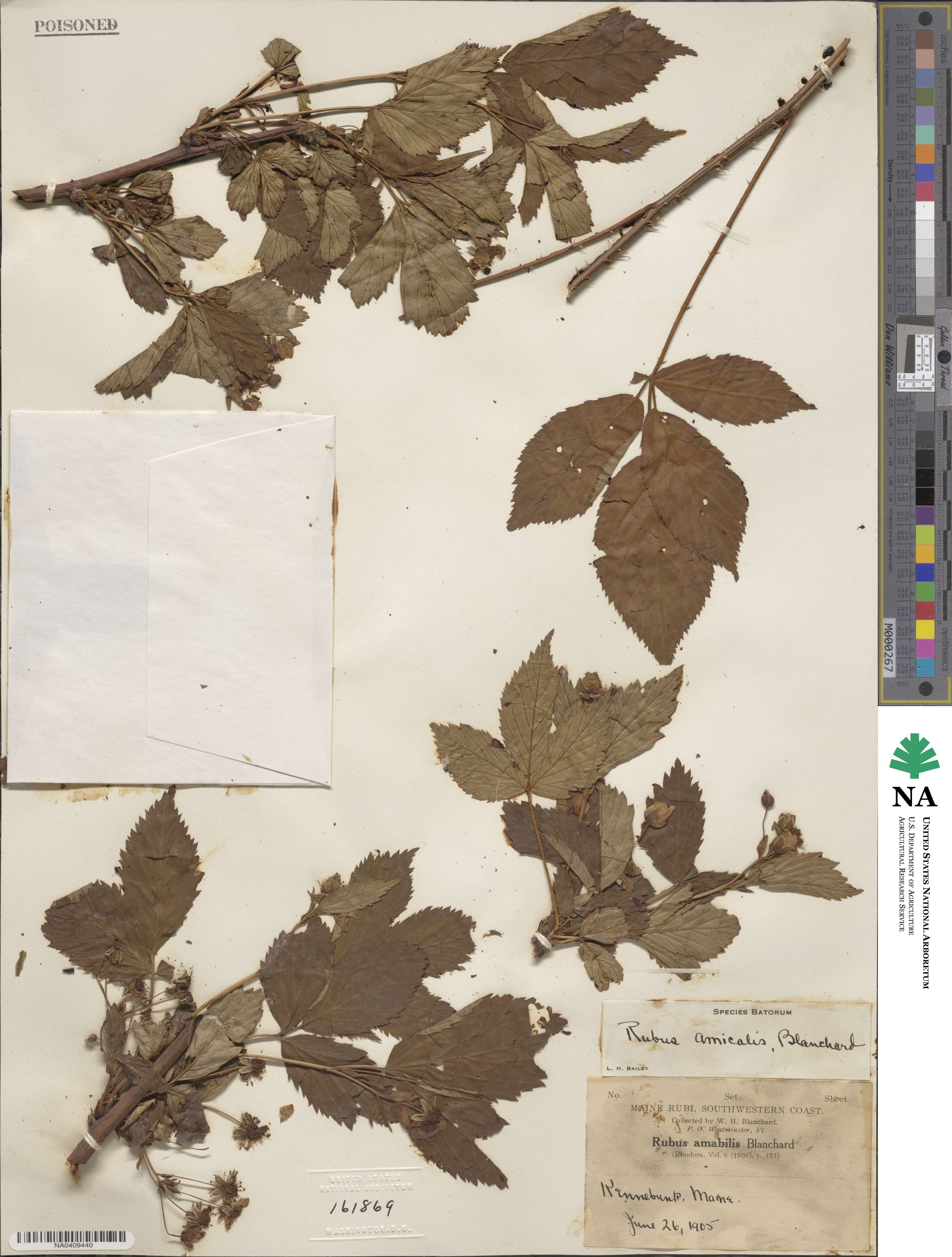 Rubus elegantulus image