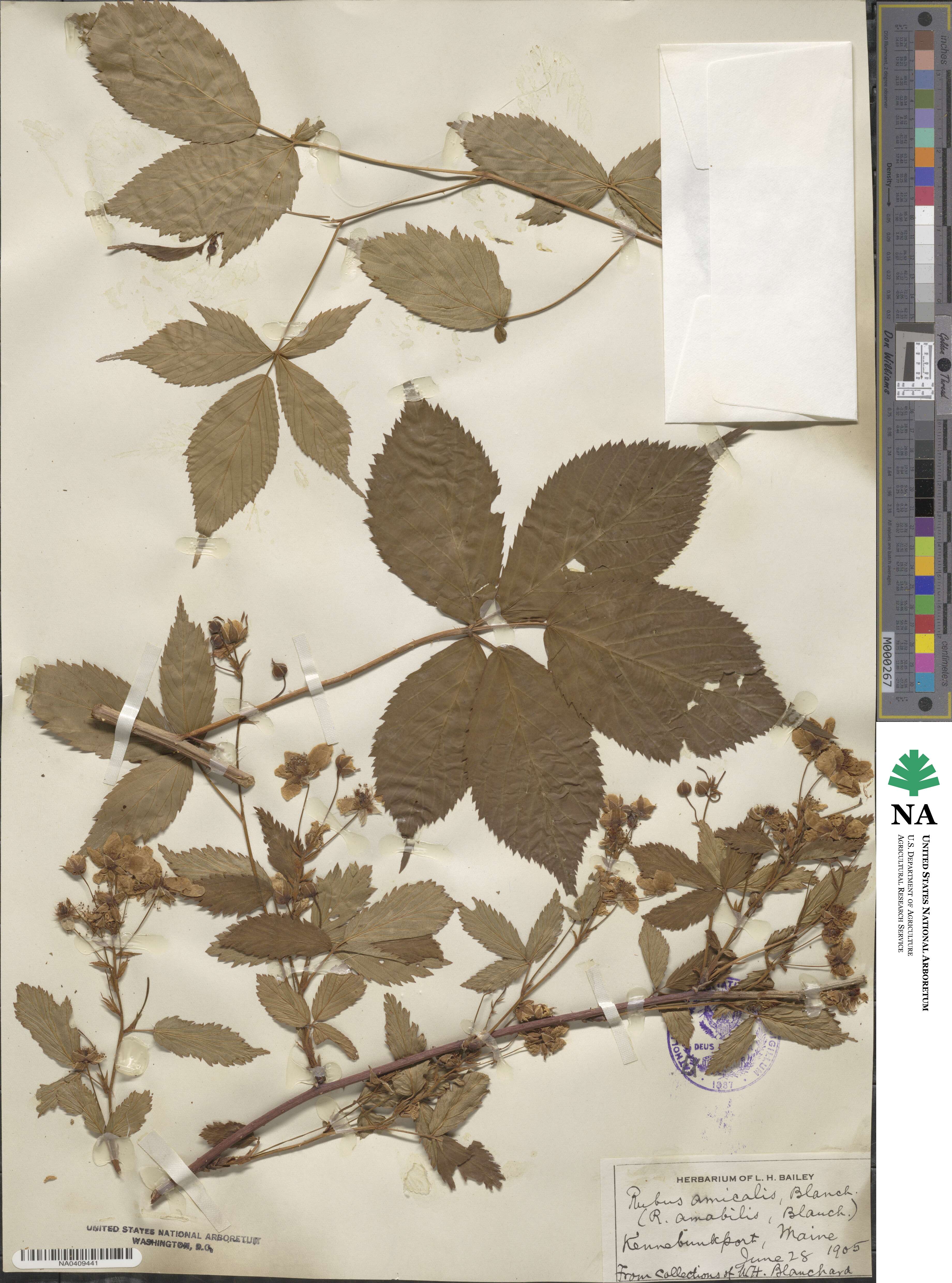 Rubus elegantulus image