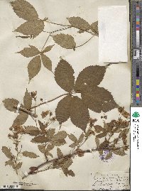 Rubus elegantulus image