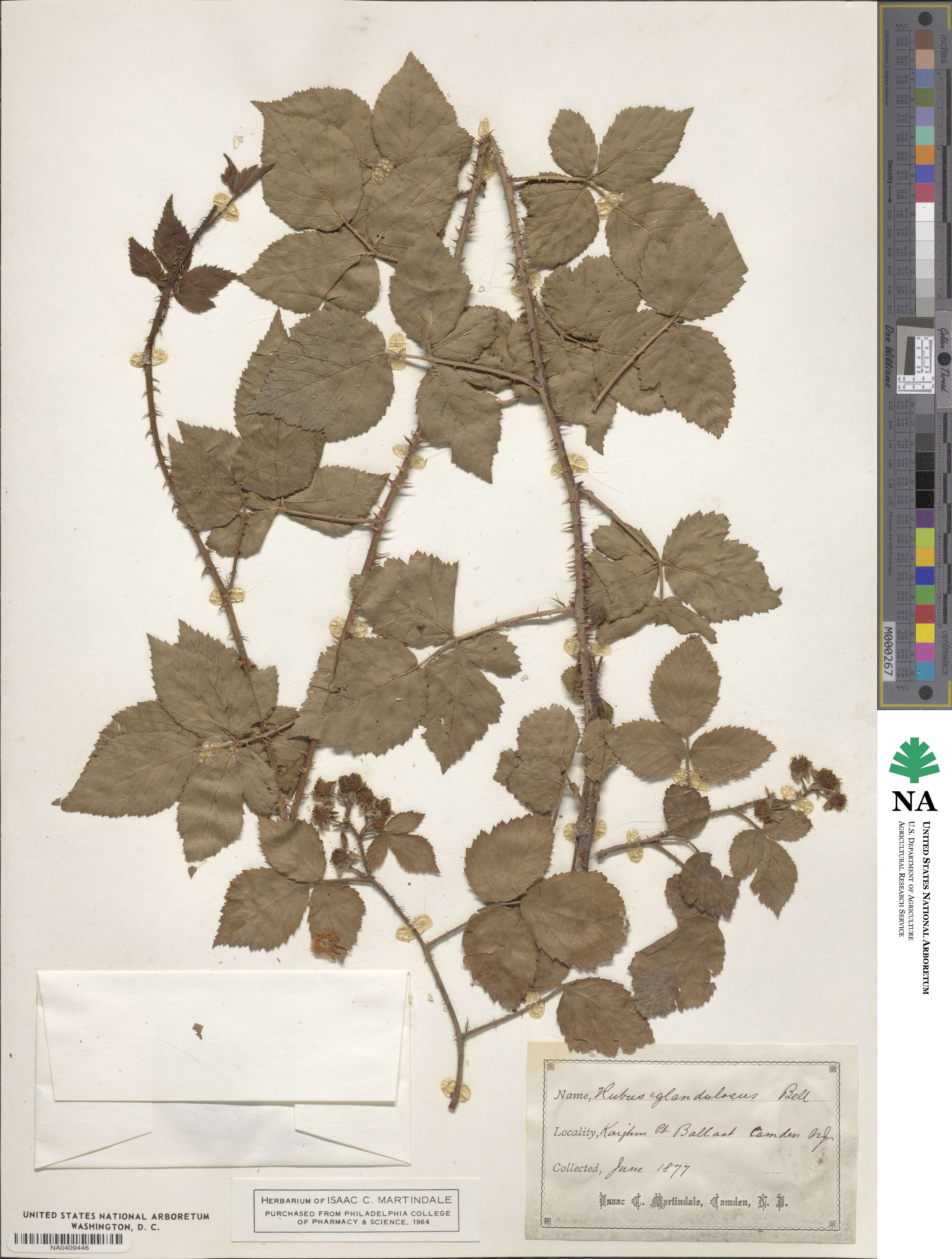 Rubus eglandulosus image