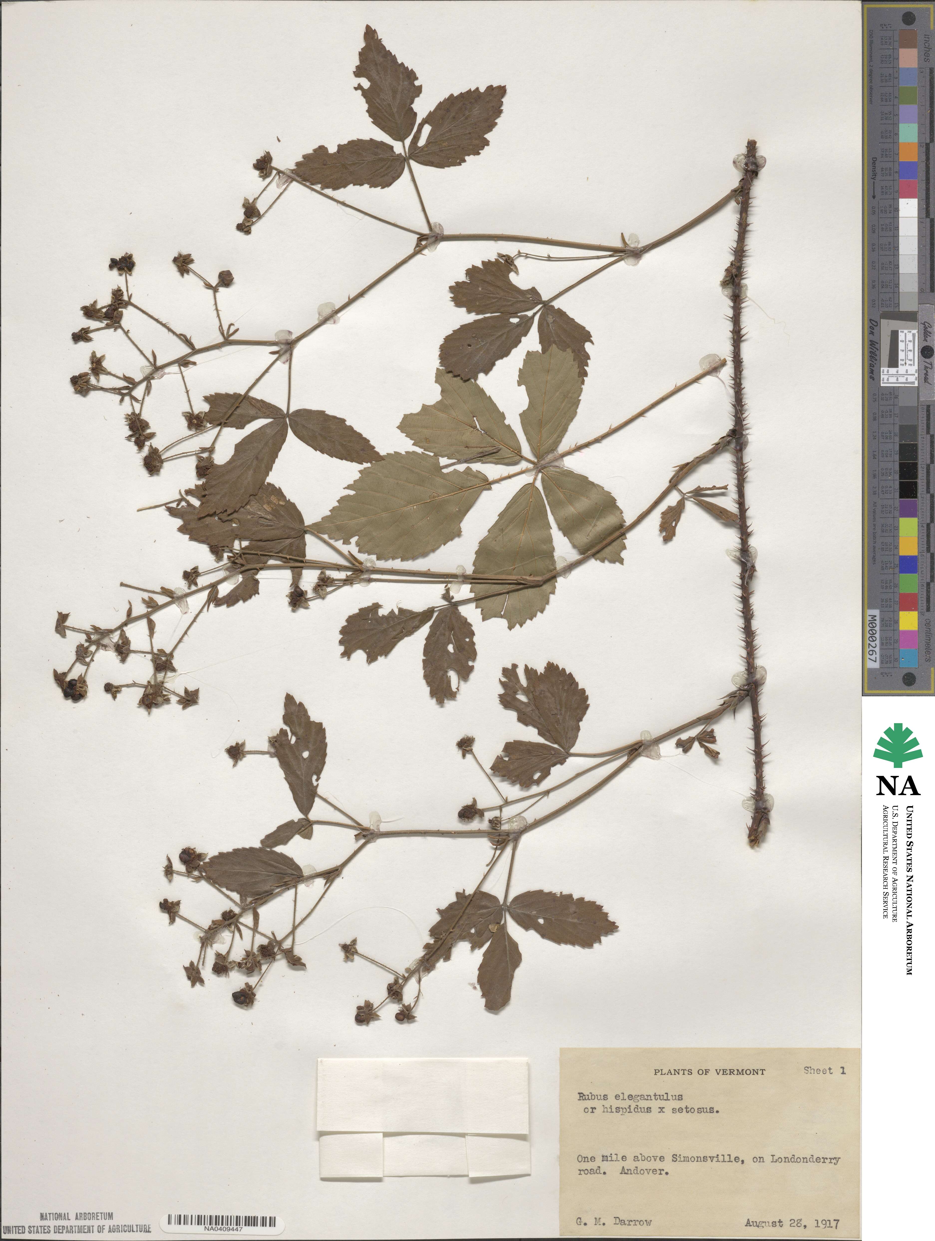 Rubus elegantulus image