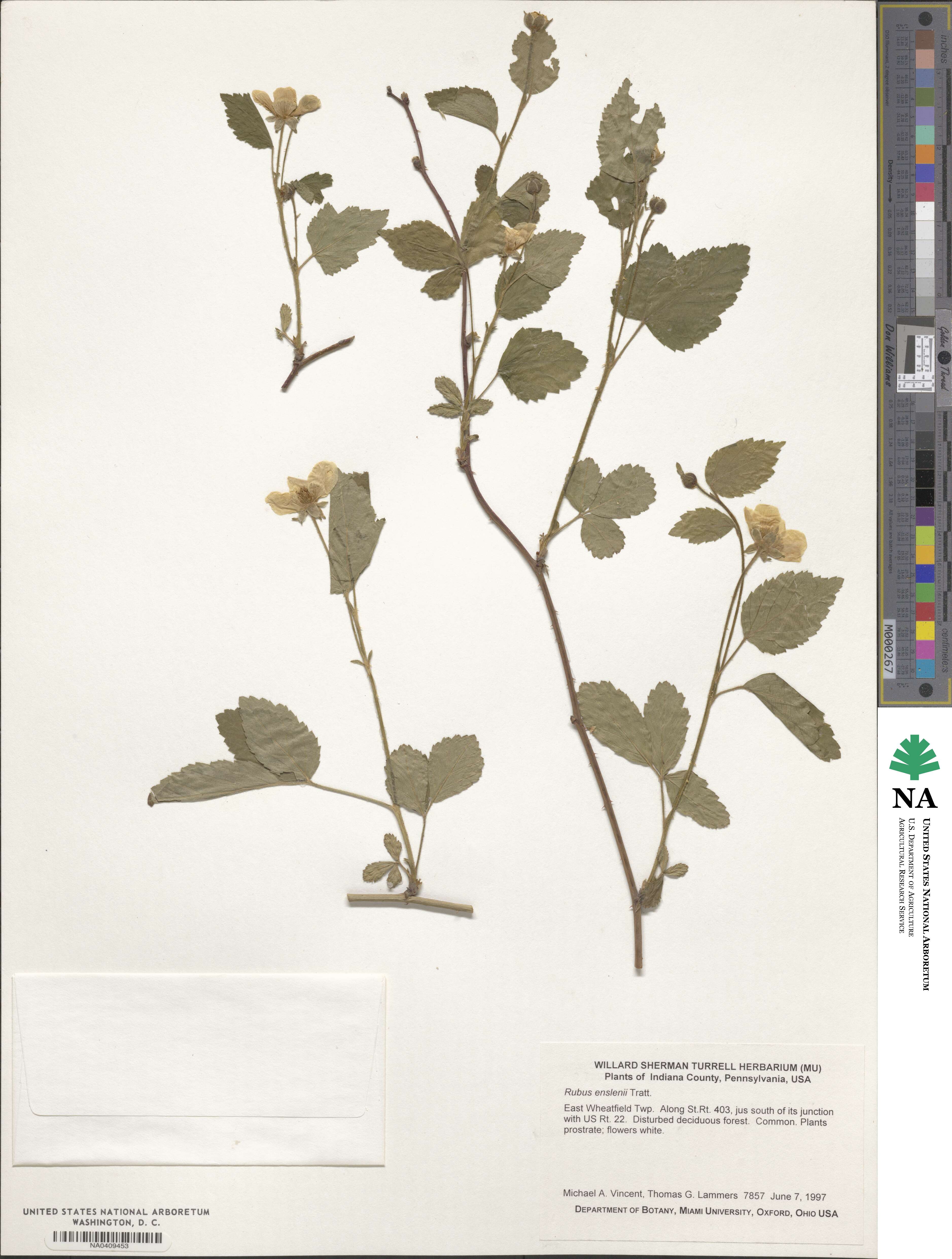 Rubus enslenii image