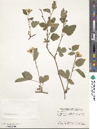 Rubus enslenii image