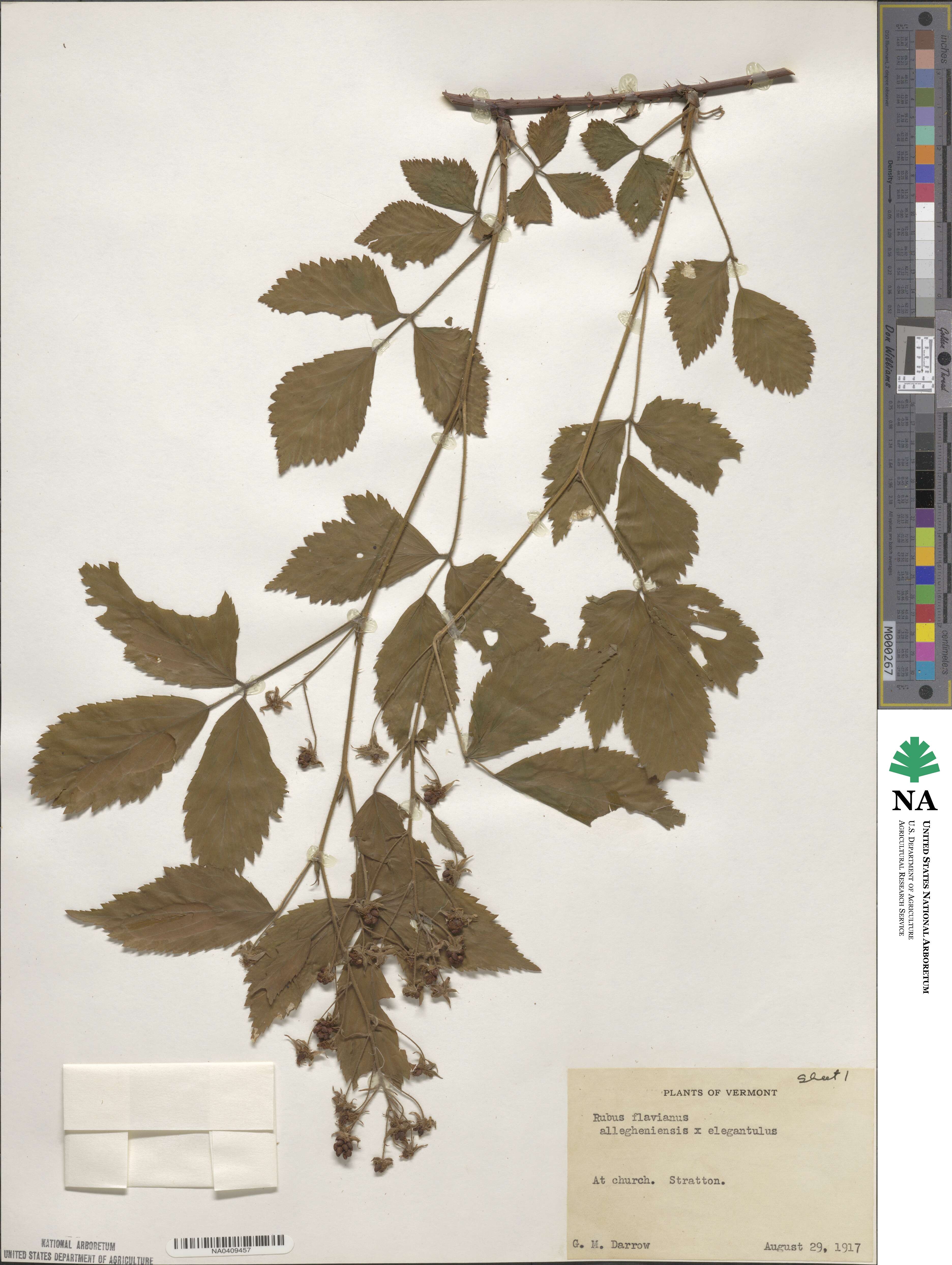 Rubus flavianus image