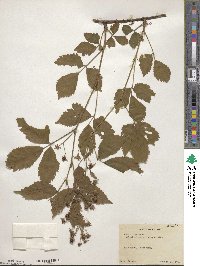 Rubus flavianus image