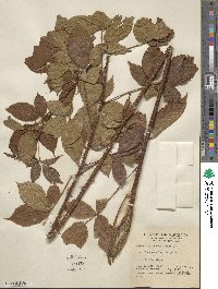 Rubus × floricomus image