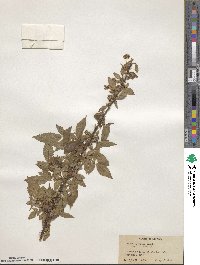 Rubus argutus image