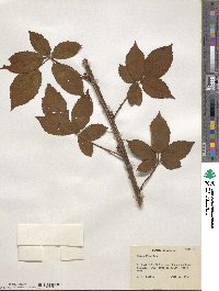 Rubus argutus image