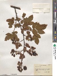 Rubus argutus image