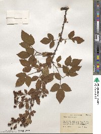 Rubus argutus image