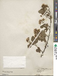 Rubus argutus image