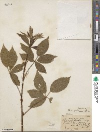 Rubus × fraternalis image