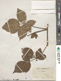 Rubus frondosus image