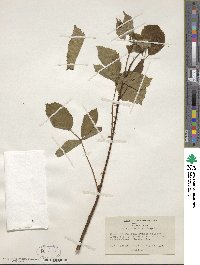 Rubus frondosus image