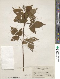 Rubus frondosus image