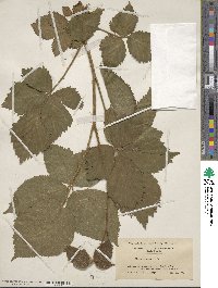 Rubus frondosus image