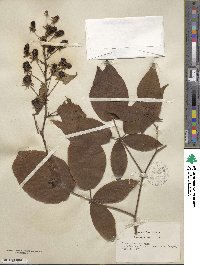 Rubus frondosus image