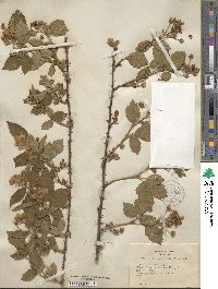 Rubus frondosus image