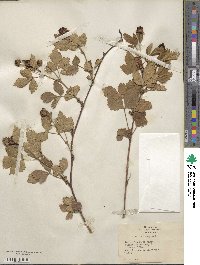 Rubus frondosus image