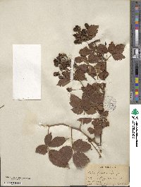 Rubus frondosus image