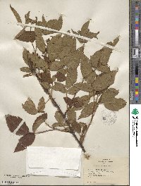 Rubus frondosus image