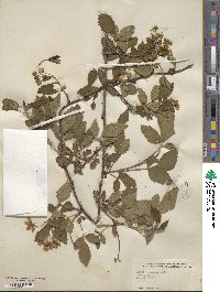 Rubus frondosus image