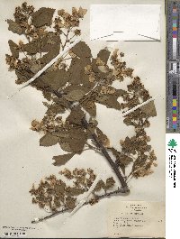 Rubus frondosus image