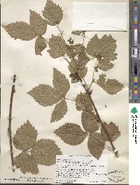 Rubus frondosus image