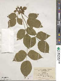 Rubus frondosus image