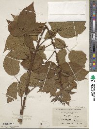 Rubus frondosus image