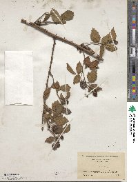 Rubus frondosus image