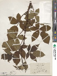 Rubus frondosus image