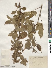 Rubus frondosus image