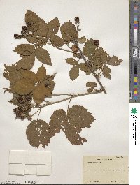 Rubus frondosus image