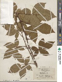 Rubus frondosus image