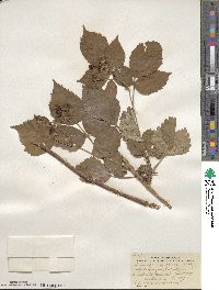 Rubus frondosus image